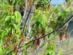 клен ясенелистный