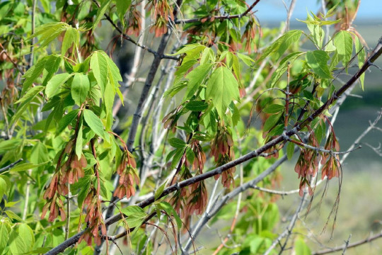 клен ясенелистный