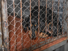 Приют для безнадзорных животных в Шимановске