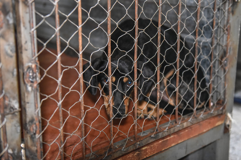 Приют для безнадзорных животных в Шимановске