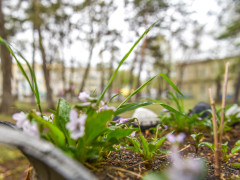 благоустройство озеленение сквер водников