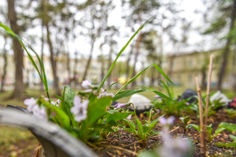 благоустройство озеленение сквер водников