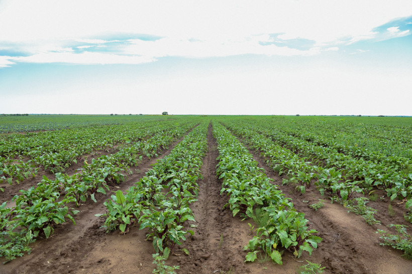 кфх гродеково земельные участки сельское хозяйство