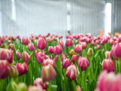 цветы тюльпаны 8 марта международный женский день