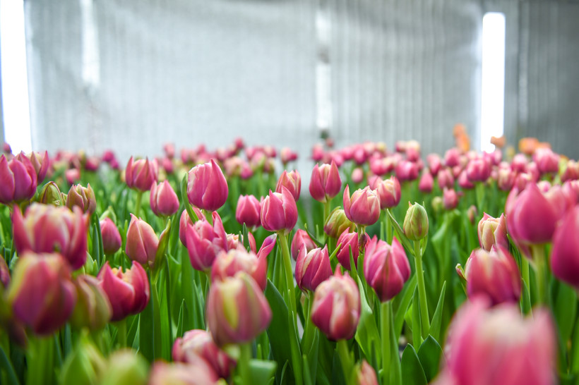 цветы тюльпаны 8 марта международный женский день