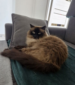 Нелли, невская маскарадная, г. Благовещенск