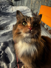 Юна, сибирская кошка, с. Чигири