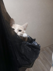 Барсик, г. Благовещенск