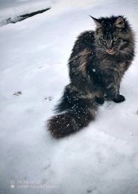 Даша, мейн-кун, г. Белогорск