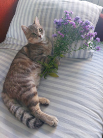 Барсик, шотландец, г. Белогорск