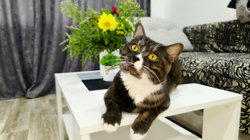 Кот Плюша, метис. с. Поярково, Михайловский муниципальный округ