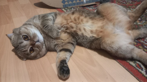 Кася, шотландская вислоухая, г. Благовещенск