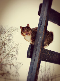 Кошка Горошка, с. Грибское