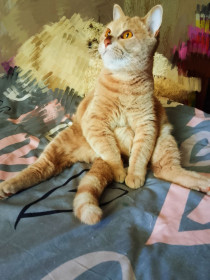 Кот Персик, дворянин, г. Свободный