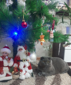 Молька, шотландская вислоухая