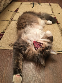 Кот Гоша, мейн-кун. г. Благовещенск