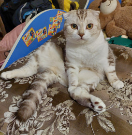 Малыш, вислоухий шотландец, г. Свободный