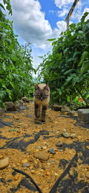 Кристина-помощница