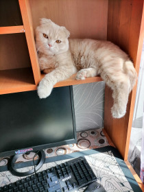 Кот Персик, г. Зея