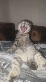 Кот Фуня, шотландский вислоухий. г. Зея