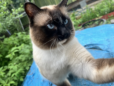 Кузя, сиамский кот. с. Новокиевский Увал