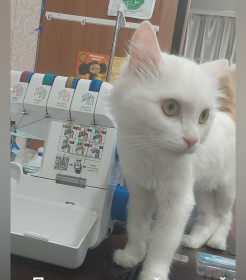 Швея-мотористка по кличке Пушок. Турецкая ангора. г. Благовещенск 🐱