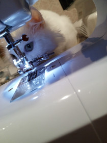 Пушок, турецкая ангора. г. Благовещенск