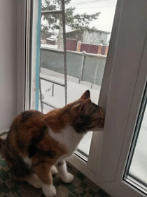 Мурка, с. Среднебелая Ивановского округа