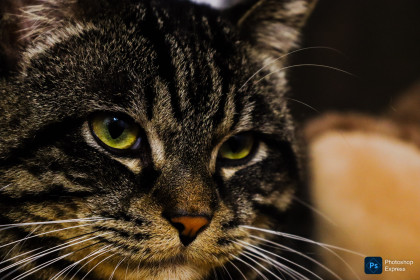 Кот Тигр, г. Благовещенск