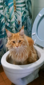 Кот Симба, с. Поярково, Михайловский округ