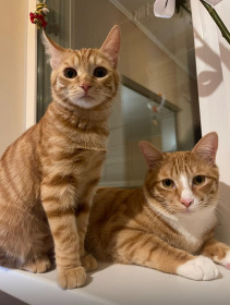 Мурчик и Карамелька, с. Анновка, Ивановский округ