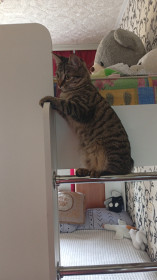 Кошка Мася, курильский бобтейл, бесхвостая. п. Юктали