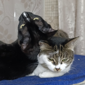 Проша и Мурка, г. Тында