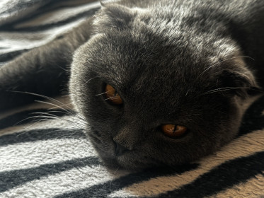 Кот Бася, шотландский вислоухий, г. Тында