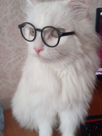 Мой кот ученый