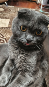 Рокки, шотландец