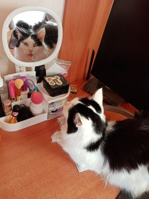 Кот Мурсик, дворянин. г. Благовещенск