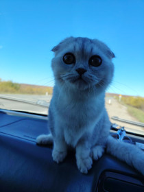 Мейсон на прогулке