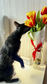 Ася, г. Сковородино