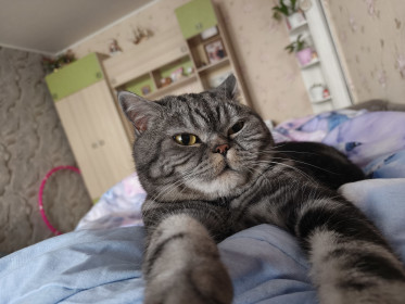 Бакс, британец