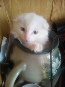 Снежана, котёнок шотландской вислоухой породы. г. Зея