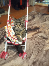 Соня, мейн-кун. пгт Уруша Сковородинского округа