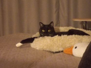 Чарли, г. Благовещенск