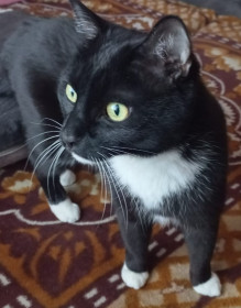 Чарли у окна, г. Благовещенск