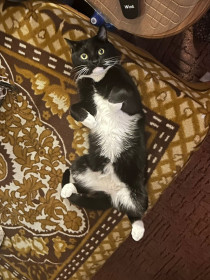 Чарли, г. Благовещенск