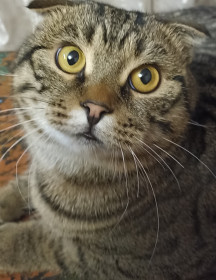 Сэм, вислоухий британец. г. Свободный