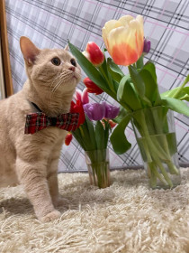 Кот Симба, британец персиковый