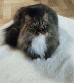 Василиса Прекрасная, сибирская кошка. г. Белогорск