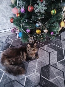 Даша, мейн-кун. г. Белогорск