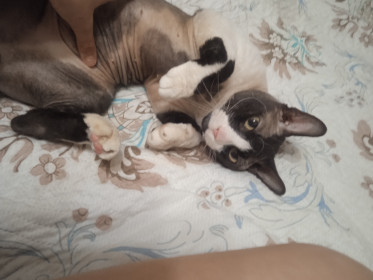 Котик, сфинкс